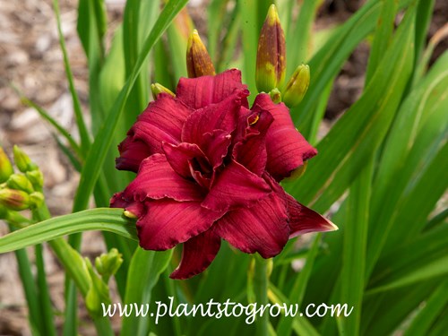 Double Pardon Me' Daylily (Hemerocallis)
A double version o fthe single Pardom Me